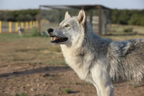 Wild Animal Sanctuary near Denver, Colorado