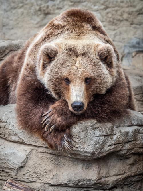 Denver Zoo's rescued grizzly bear