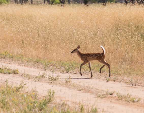 A deer crossing road at Rocky Mountain Arsenal National Wildlife Refuge