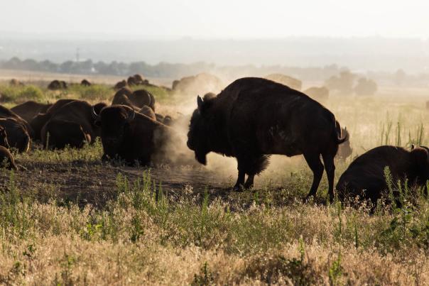 Bison at Rocky Mountain Arsenal National Wildlife Refuge