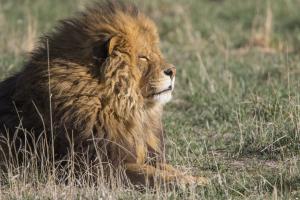 Wild Animal Sanctuary near Denver