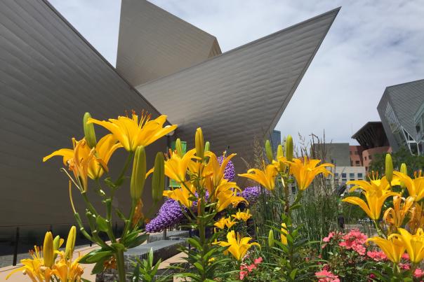 denver-art-museum-flower-garden