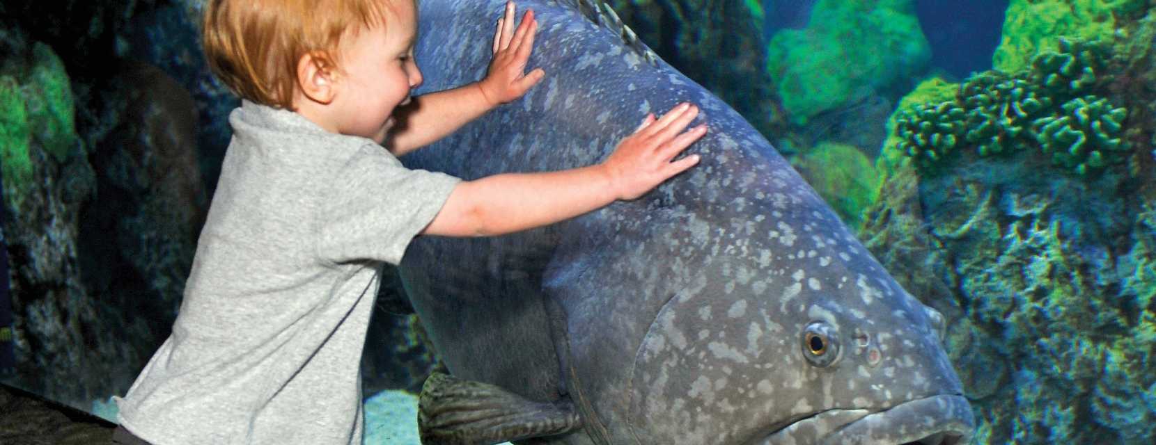 downtown-aquarium-fish-boy