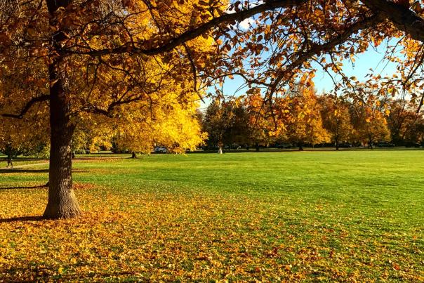 Cheesman Park Fall