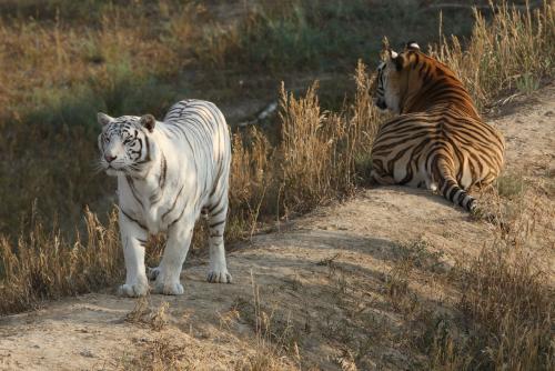 Wild Animal Sanctuary near Denver, Colorado