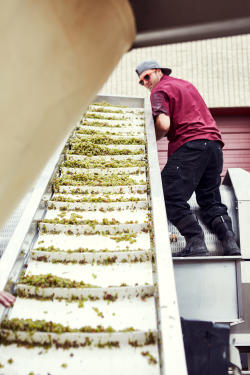 Grape crushing at Infinite Monkey Theorem winery in Denver