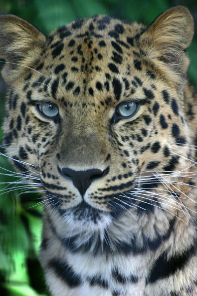 Amur leopards at Denver Zoo