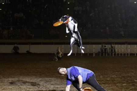 Xtreme dogs competition at National Western Stock Show