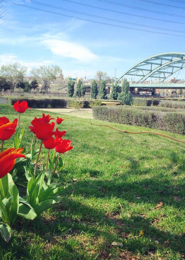 red-roses-bridge