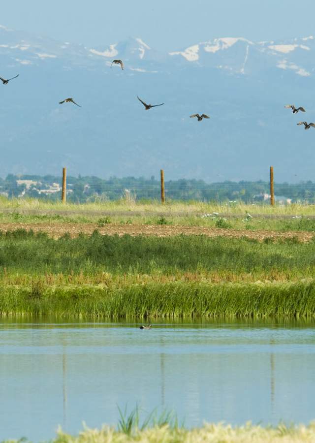 Birds flying at Rocky Mountain Arsenal National Wildlife Refuge