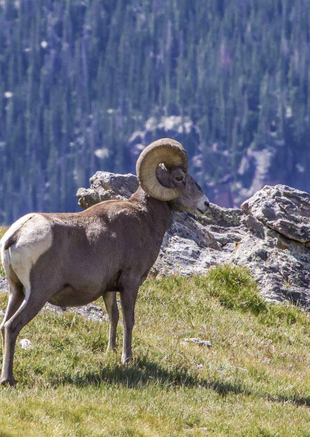 rocky-mountain-national-park-bighorn-sheep