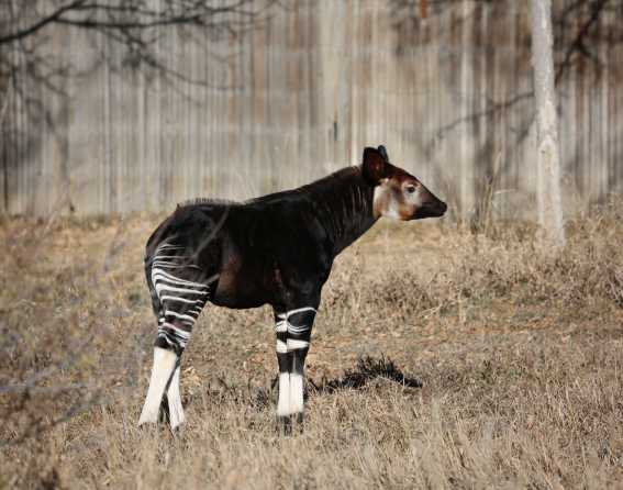 Okapi baby at Denver Zoo