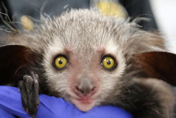 Aye-aye baby at Denver Zoo