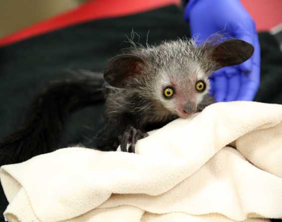 Aye-aye baby at Denver Zoo