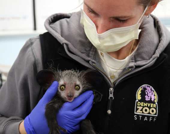 Aye-aye baby at Denver Zoo