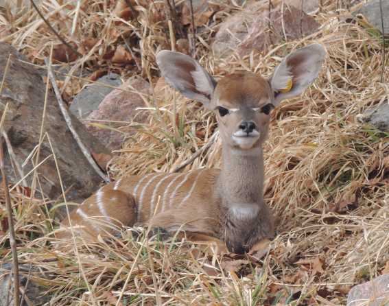 Lesser kudu baby at Denver Zoo