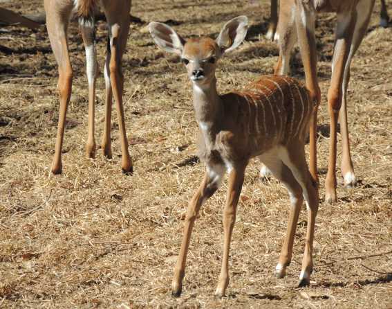 Lesser kudu baby at Denver Zoo